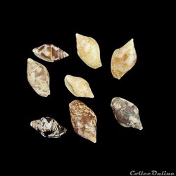 Columbellidae - Columbella rustica (Linné, 1758)