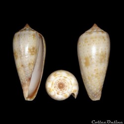 Phasmoconus (Phasmoconus) cinereus (Hwass in Bruguière, 1792)