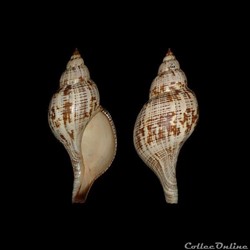 Fasciolariidae - Fasciolaria tulipa (Linné, 1758)