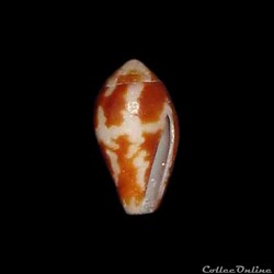 Columbellidae - Conella ovulata (Lamarck, 1822)