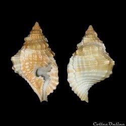 Personidae - Distorsio smithi (Maltzan, 1884)