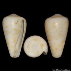 Dendroconus medoci (Lorenz, 2004)