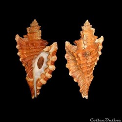 Cymatiidae - Cymatium femorale (Linné, 1758)