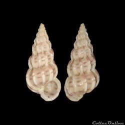 Epitoniidae - Epitonium clathrus (Linné, 1758)