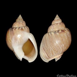 Nassariidae - Tritia mutabilis (Linné, 1758)