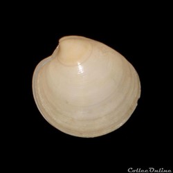 Veneridae - Pitar rudis (Poli, 1795)