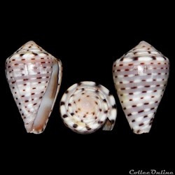 Virroconus taeniatus (Hwass in Bruguière, 1792)