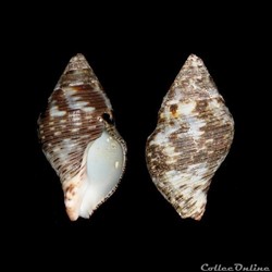 Pisaniidae - Gemophos viverratus (Kiener, 1834)