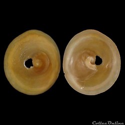 Calyptraeidae - Calyptraea chinensis (Linné, 1758)