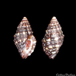 Muricidae - Claremontiella nodulosa (Adams, 1845)