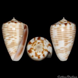 Kalloconus (Trovaoconus) trochulus f. pseudonivifer (Monteiro, Tenorio & Poppe, 2004)