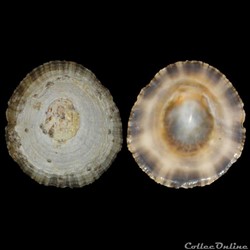 Patellidae - Patella rustica (Linné, 1758)