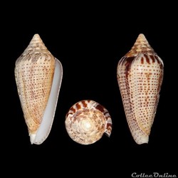 Ximeniconus (Ximeniconus) ximenes (Gray, 1839)