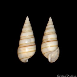 Pyramidellidae - Pyramidella dolabrata (Linné, 1758)