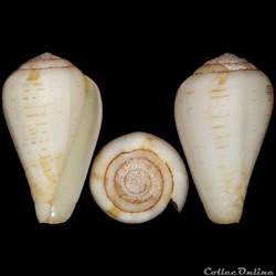 Lautoconus (Varioconus) fuscolineatus (Sowerby III, 1905)
