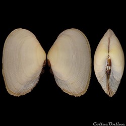 Psammobiidae - Asaphis deflorata (Linné, 1758)