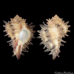 Muricidae - Homalocantha melanamathos (Gmelin, 1791)