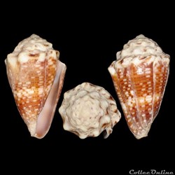 Virroconus tiaratus (Sowerby I, 1833)