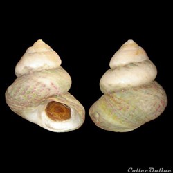 Trochidae - Steromphala divaricata (Linnaeus, 1758)