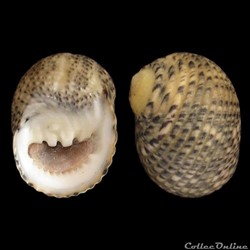 Neritidae - Nerita versicolor (Gmelin, 1791)