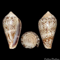 Conidae - Lautoconus (Varioconus) aemulus (Reeve, 1844)