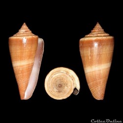 Calibanus furvus (Reeve, 1843)