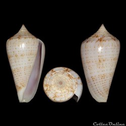 Phasmoconus (Phasmoconus) iodostoma (Reeve, 1843)