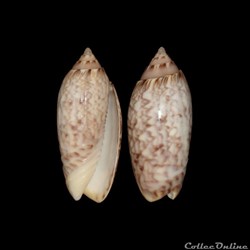 Olividae - Americoliva reticularis (Lamarck, 1811)