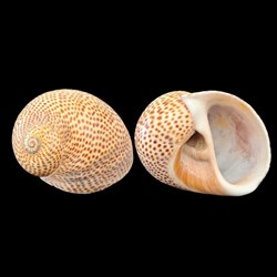 Naticidae - Naticarius stercusmuscarum (Gmelin, 1791)
