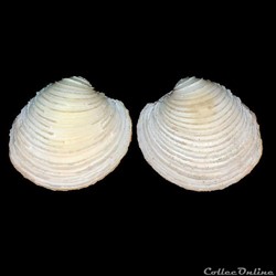 Veneridae - Venus chevreuxi (Dautzenberg, 1891)