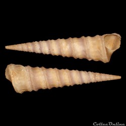Turritellidae - Turritella exoleta (Linné, 1758)