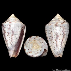 Conidae - Ximeniconus (Perplexiconus) puncticulatus cardonensis (Vinck, 1990)