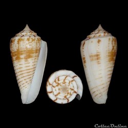 Phasmoconus (Phasmoconus) mucronatus (Reeve, 1843)