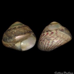 Trochidae - Steromphala umbilicalis (da Costa, 1778)