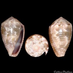Virroconus coronatus (Gmelin, 1791)