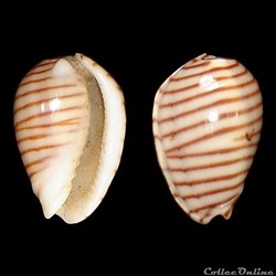 Cystiscidae - Persicula cingulata (Dillwyn, 1834)