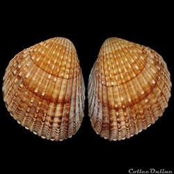 Cardiidae - Acanthocardia tuberculata (Linné, 1758)