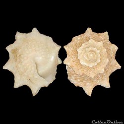 Turbinidae - Lithopoma brevispina (Lamarck, 1822)