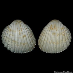 Cardiidae - Acanthocardia tuberculata (Linné, 1758)
