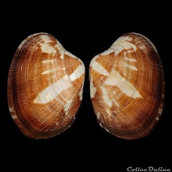 Veneridae - Polititapes aureus (Gmelin, 1791)