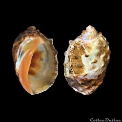 Muricidae - Plicopurpura patula (Linné, 1758)