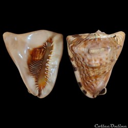 Cassidae - Cassis tuberosa (Linné, 1758)
