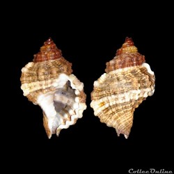 Cymatiidae - Gutturnium muricinum (Röding, 1798)