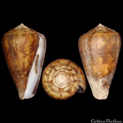 Chelyconus ermineus ermineus (Born, 1778)