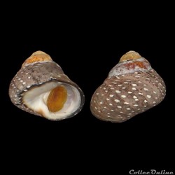 Trochidae - Phorcus punctulatus (Lamarck, 1822)
