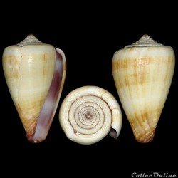 Lautoconus (Africonus) luquei (Rolán & Trovão 1990)