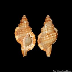 Cymatiidae - Monoplex aquatilis (Reeve, 1844)