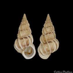 Epitoniidae - Gyroscala commutata (Monterosato, 1877)