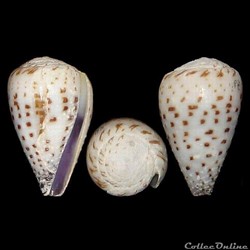Harmoniconus parvatus (Walls, 1979)
