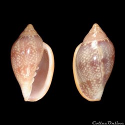 Marginellidae - Marginella glabella (Linné, 1758)